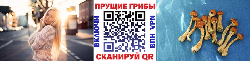 Псилоцибиновые грибы MAGIC MUSHROOMS  Цивильск 